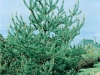 Pinus sylvestrsi 